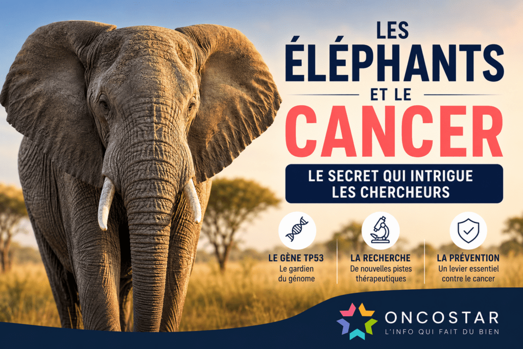 Ce que les éléphants peuvent nous apprendre sur le cancer